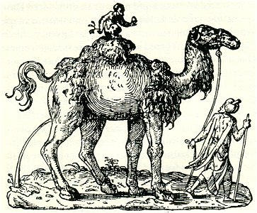 Camel - Thevet André - 1556