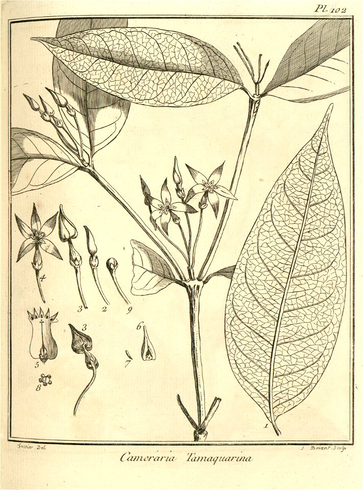 Cameraria tamaquarina Aublet 1775 pl 102