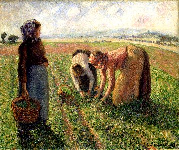 Camille Pissarro - La Cuiellette des pois, Eragny - Langmatt (PD 1008)