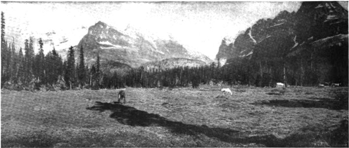 Camp Contentment Meadow, above Lake O'Hara, at foot of Mount Schaeffer