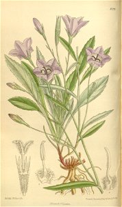 Campanula beauverdiana 136-8299