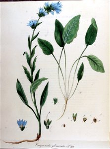 Campanula glomerata — Flora Batava — Volume v10