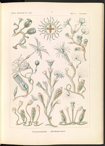 Campanariae. - Glockenpolnpen LCCN2015648931