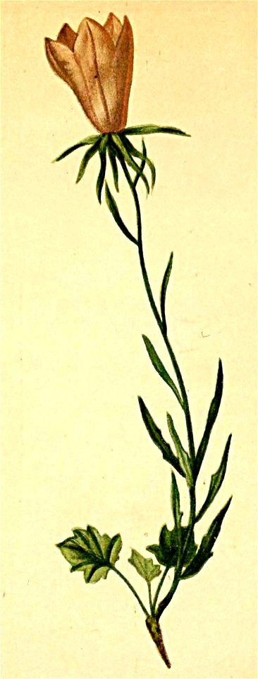 Campanula linifolia Atlas Alpenflora
