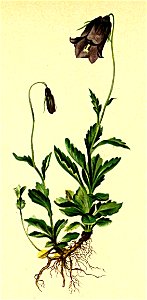 Campanula pulla Atlas Alpenflora