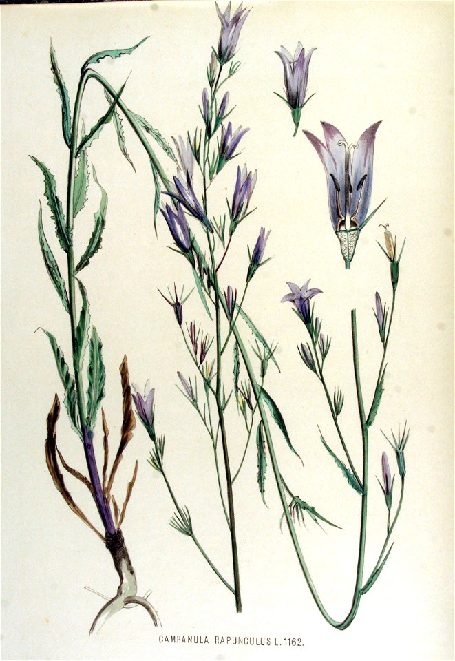 Campanula rapunculus — Flora Batava — Volume v15