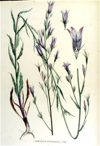 Campanula rapunculus — Flora Batava — Volume v15