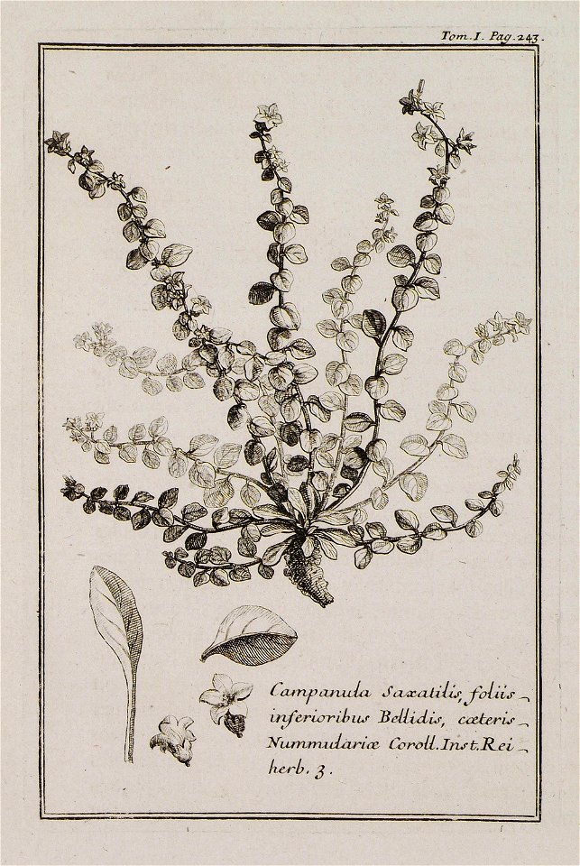 Campanula saxatilis, foliis interioribus Bellidis, coeteris Nummulariae Inst Rei herb 3 - Tournefort Joseph Pitton De - 1717
