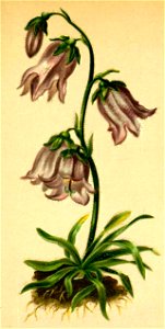 Campanula barbata Atlas Alpenflora