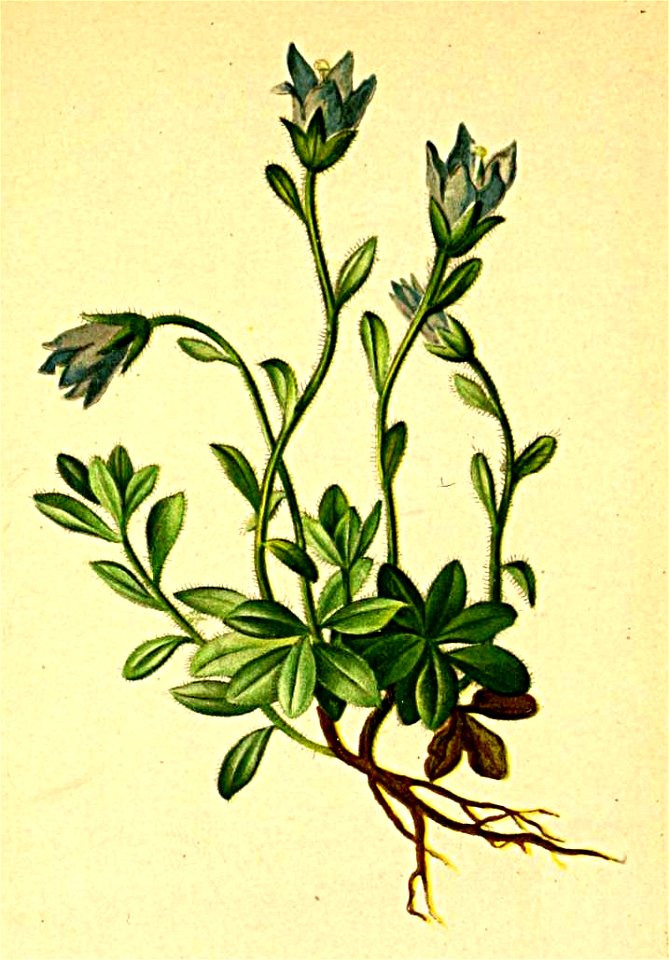 Campanula cenisia Atlas Alpenflora