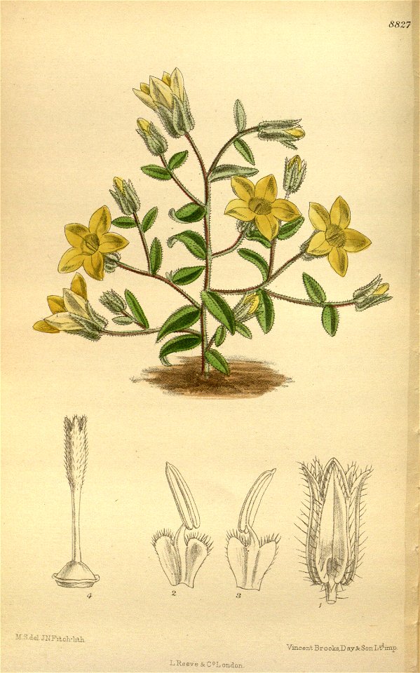 Campanula sulphurea 145-8827