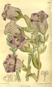 Campanula ephesia 143-8715