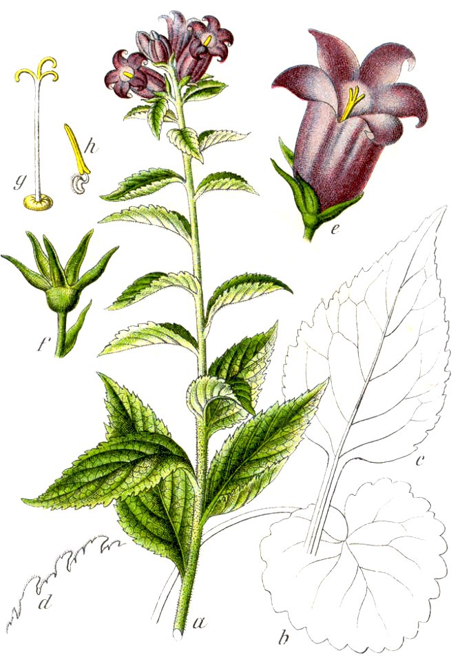 Campanula latifolia Sturm61