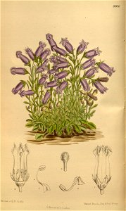 Campanula zoysii 142-8666