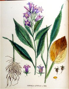 Campanula latifolia — Flora Batava — Volume v18