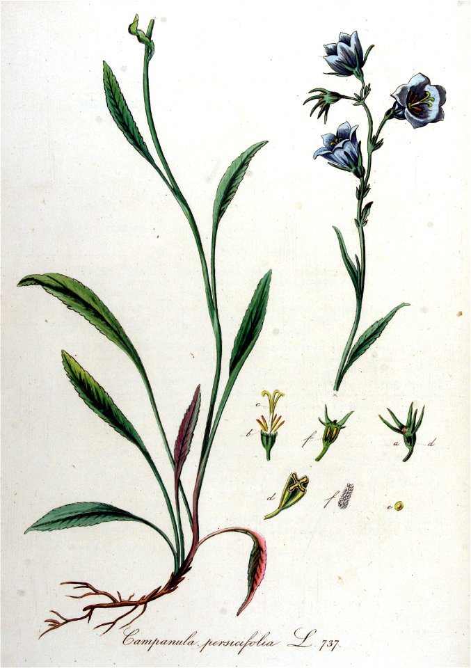 Campanula persicifolia — Flora Batava — Volume v10