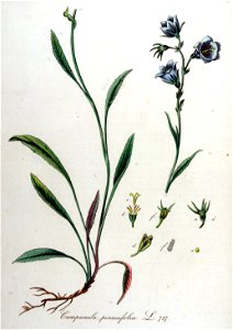Campanula persicifolia — Flora Batava — Volume v10