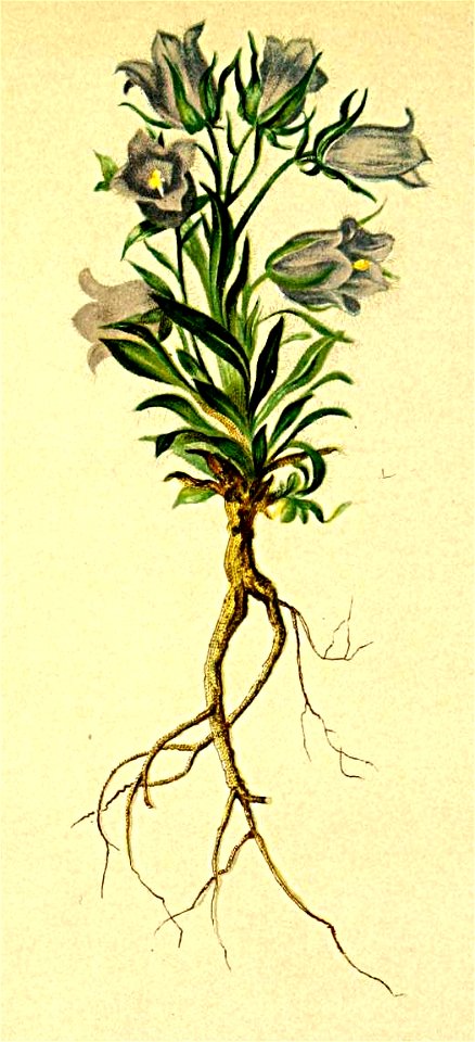 Campanula alpina Atlas Alpenflora