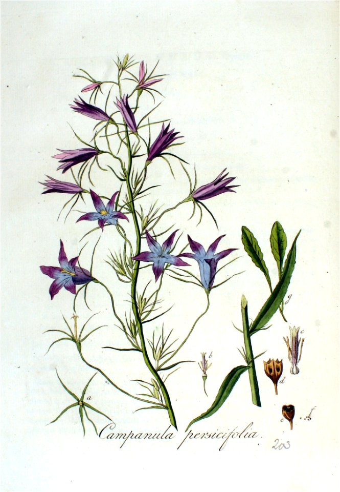 Campanula persicifolia — Flora Batava — Volume v3