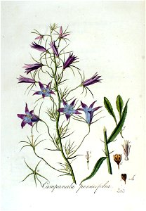 Campanula persicifolia — Flora Batava — Volume v3