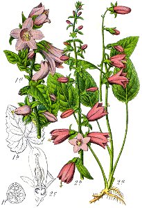 Campanula rapunculoides Sturm60
