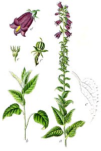Campanula bononiensis Sturm59