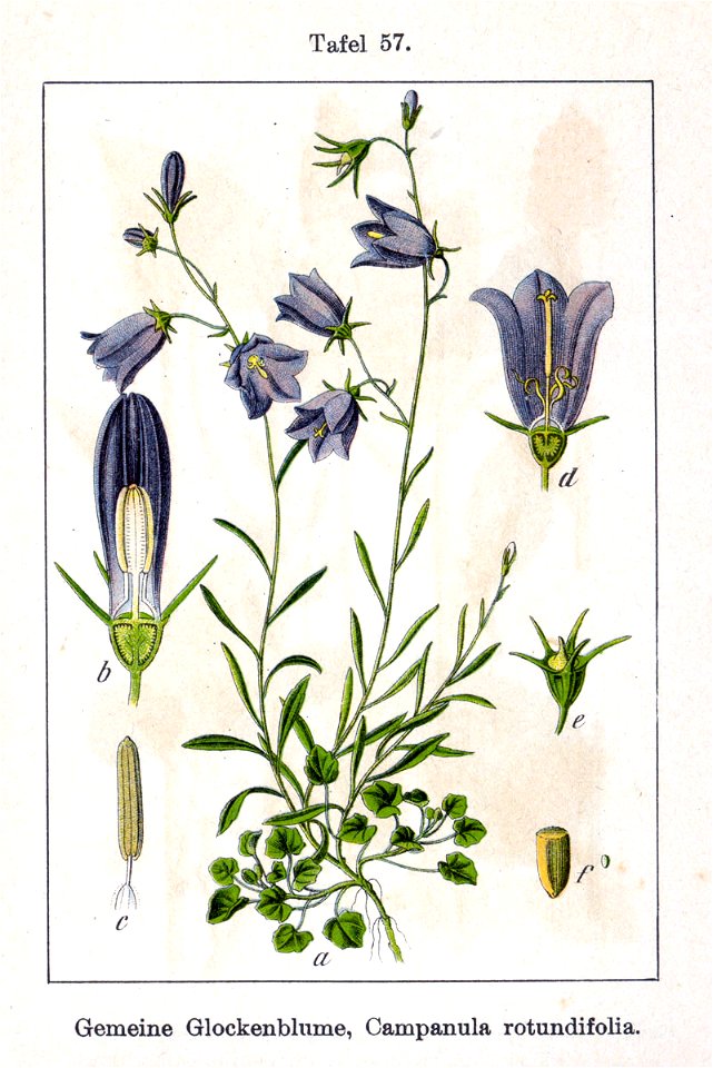 Campanula rotundifolia Sturm12057