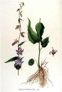 Campanula rapunculoides — Flora Batava — Volume v15