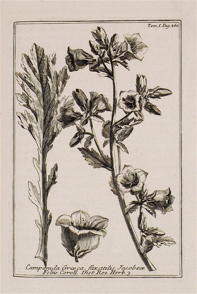 Campanula Graeca, faxatilis Jacobae folio Coroll Inst Rei herb 3 - Tournefort Joseph Pitton De - 1717