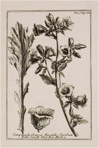 Campanula Graeca, faxatilis Jacobae folio Coroll Inst Rei herb 3 - Tournefort Joseph Pitton De - 1717