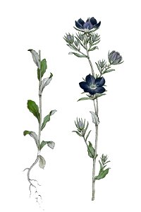 Campanula speculum L ag1. Free illustration for personal and commercial use.