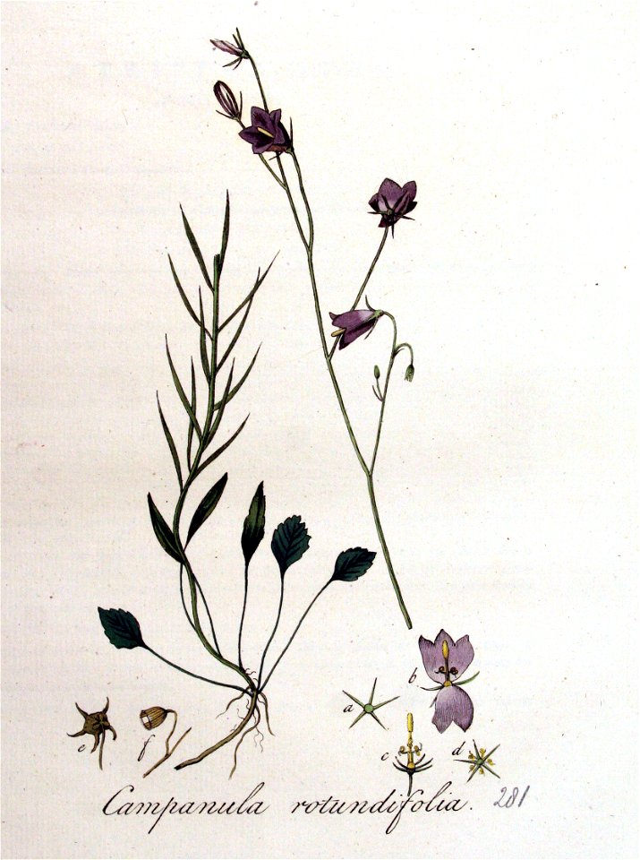 Campanula rotundifolia — Flora Batava — Volume v4