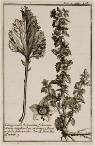 Campanula Orientalis, foliorum crenis amplioribus et crispis, flore patulo, subcoeruleo Coroll Inst Rei herbar 3 - Tournefort Joseph Pitton De - 1717