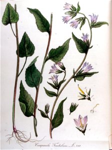 Campanula trachelium — Flora Batava — Volume v10