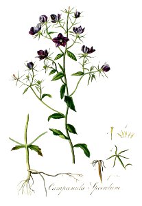 Campanula speculum — Flora Batava — Volume v3