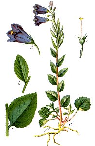 Campanula rhomboidalis Sturm58