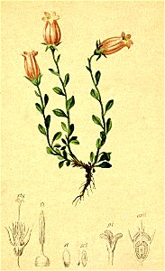 Campanula zoysiana Atlas Alpenflora