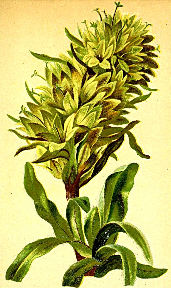 Campanula thyrsoidea Atlas Alpenflora