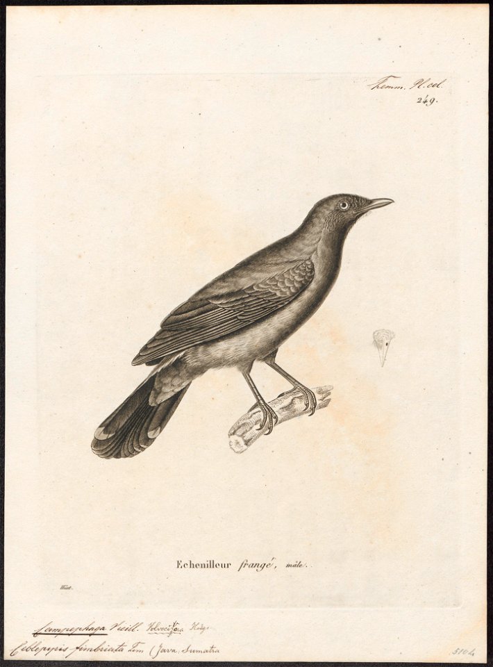 Campephaga fimbriata - 1700-1880 - Print - Iconographia Zoologica - Special Collections University of Amsterdam - UBA01 IZ16500411