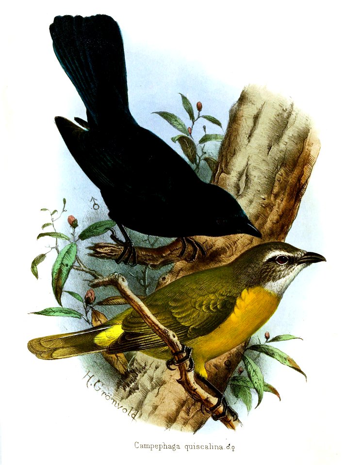 Campephaga quiscalina Gronvold
