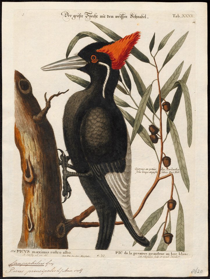 Campephilus principalis - 1700-1880 - Print - Iconographia Zoologica - Special Collections University of Amsterdam - UBA01 IZ18700119