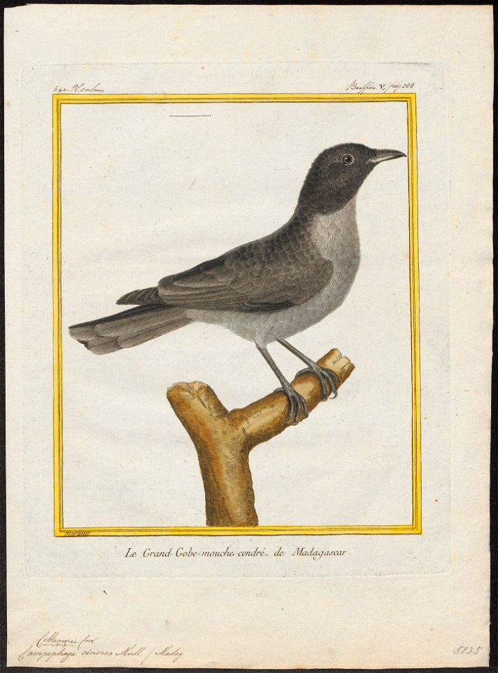 Campephaga cinerea - 1700-1880 - Print - Iconographia Zoologica - Special Collections University of Amsterdam - UBA01 IZ16500203