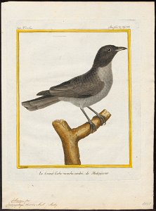 Campephaga cinerea - 1700-1880 - Print - Iconographia Zoologica - Special Collections University of Amsterdam - UBA01 IZ16500203