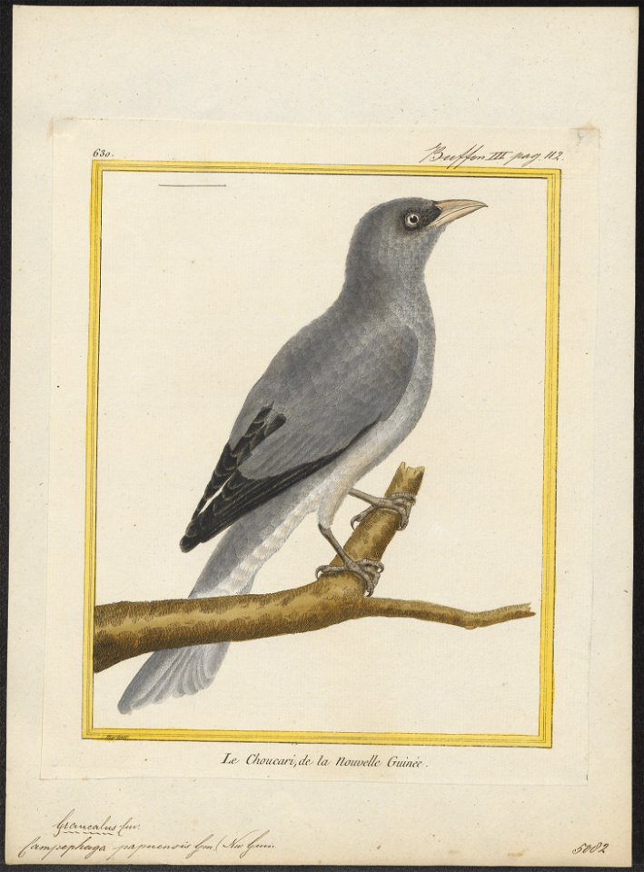 Campephaga papuensis - 1700-1880 - Print - Iconographia Zoologica - Special Collections University of Amsterdam - UBA01 IZ16500375