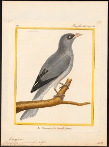 Campephaga papuensis - 1700-1880 - Print - Iconographia Zoologica - Special Collections University of Amsterdam - UBA01 IZ16500375