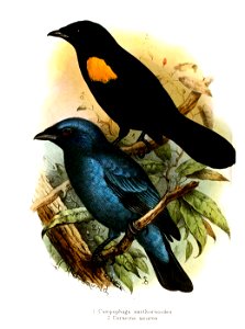 Campephaga Coracina Gronvold
