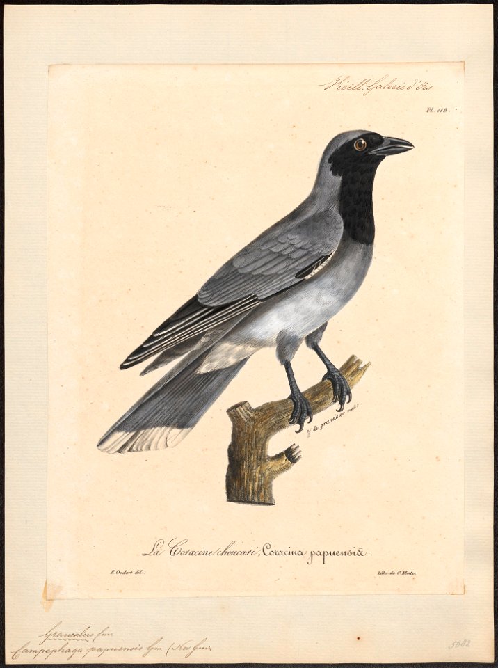 Campephaga papuensis - 1825-1834 - Print - Iconographia Zoologica - Special Collections University of Amsterdam - UBA01 IZ16500373