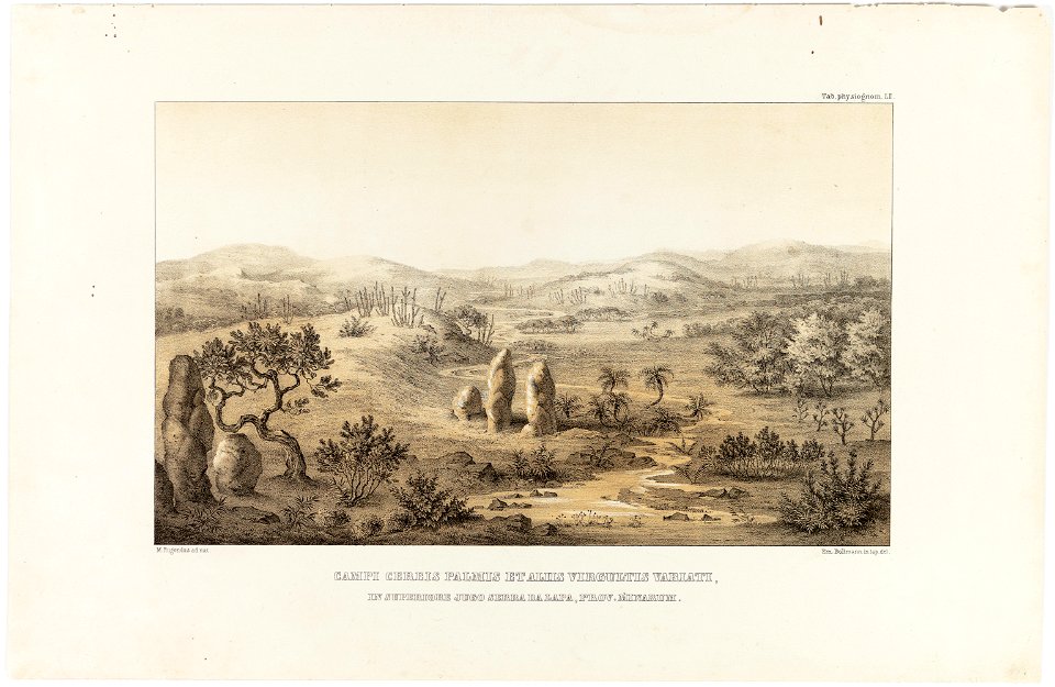 Campi Cereis Palmis et Aliis Virgultis Variati, in Superiore Jugo Serra da Lapa, Prov. Minarum, da Coleção Brasiliana Iconográfica