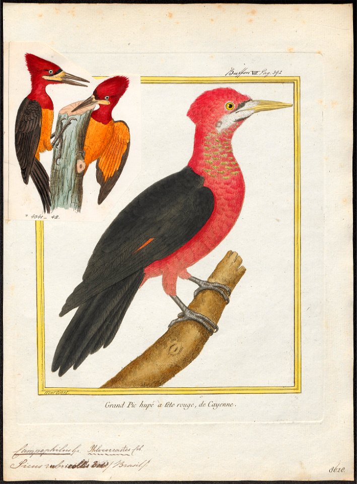 Campephilus rubricollis - 1700-1880 - Print - Iconographia Zoologica - Special Collections University of Amsterdam - UBA01 IZ18700129