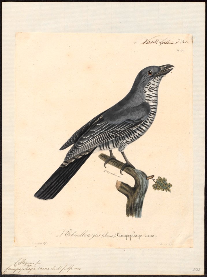 Campephaga caesia - 1825-1834 - Print - Iconographia Zoologica - Special Collections University of Amsterdam - UBA01 IZ16500197